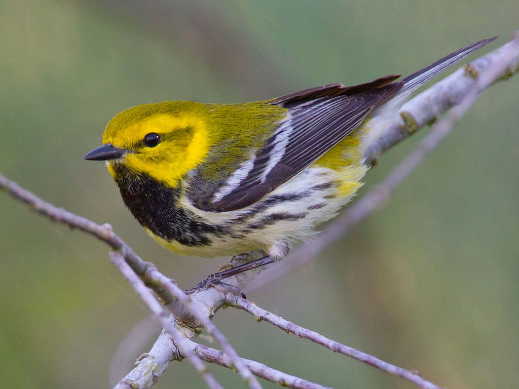 Warbler Wallpapers