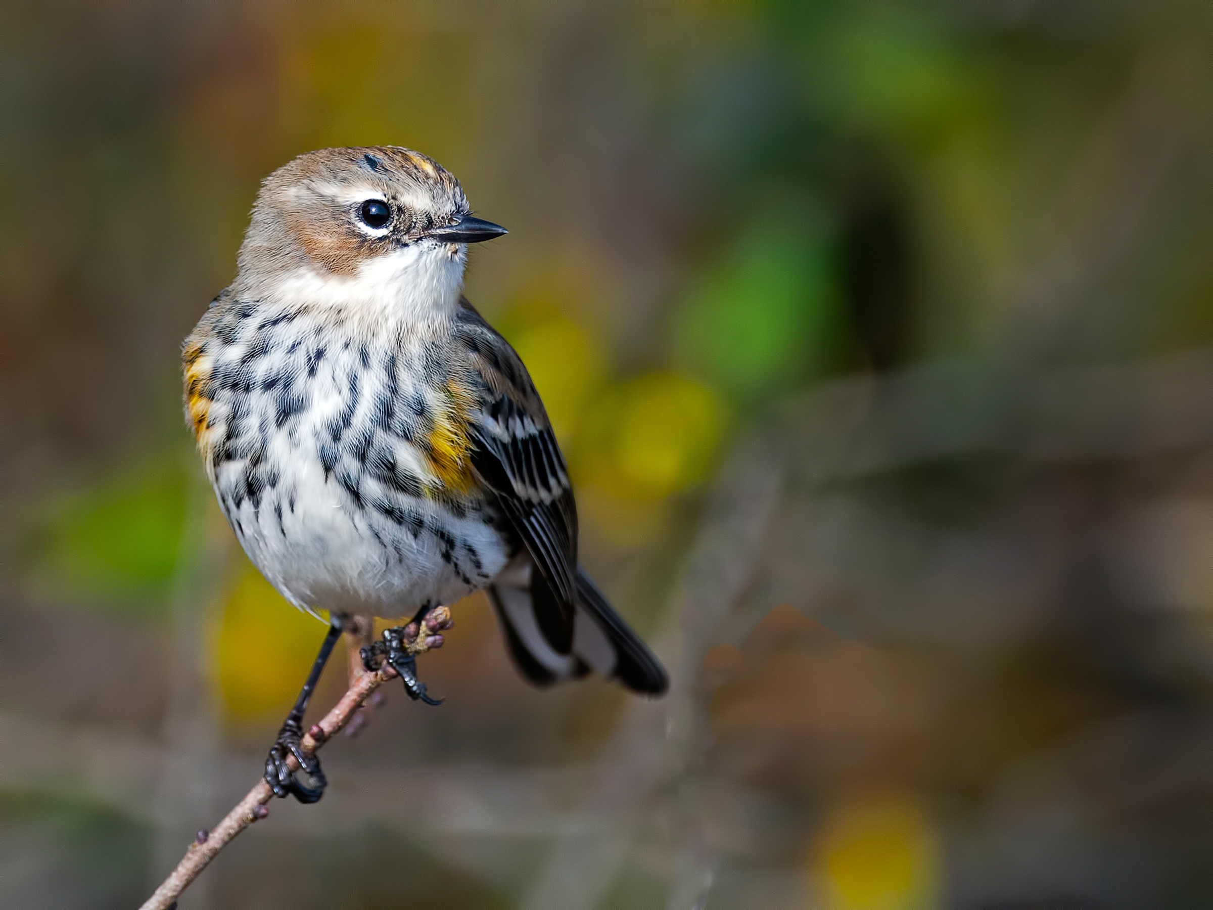 Warbler Wallpapers