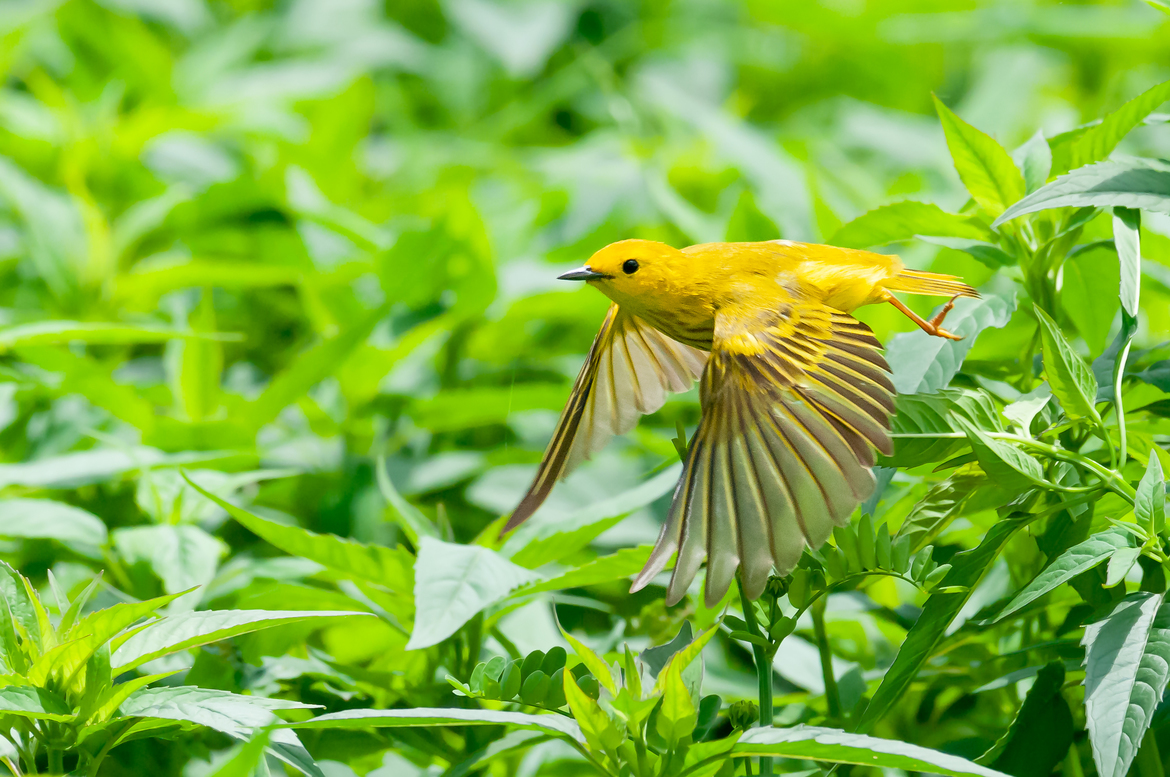 Warbler Wallpapers