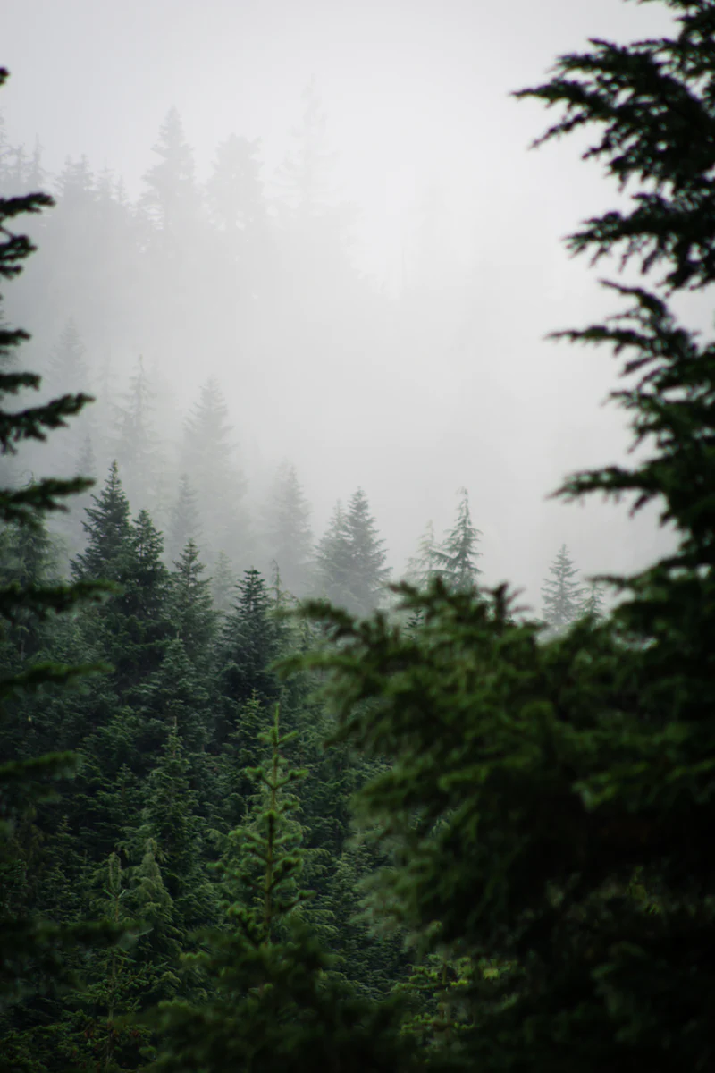 Washington Forest Wallpapers