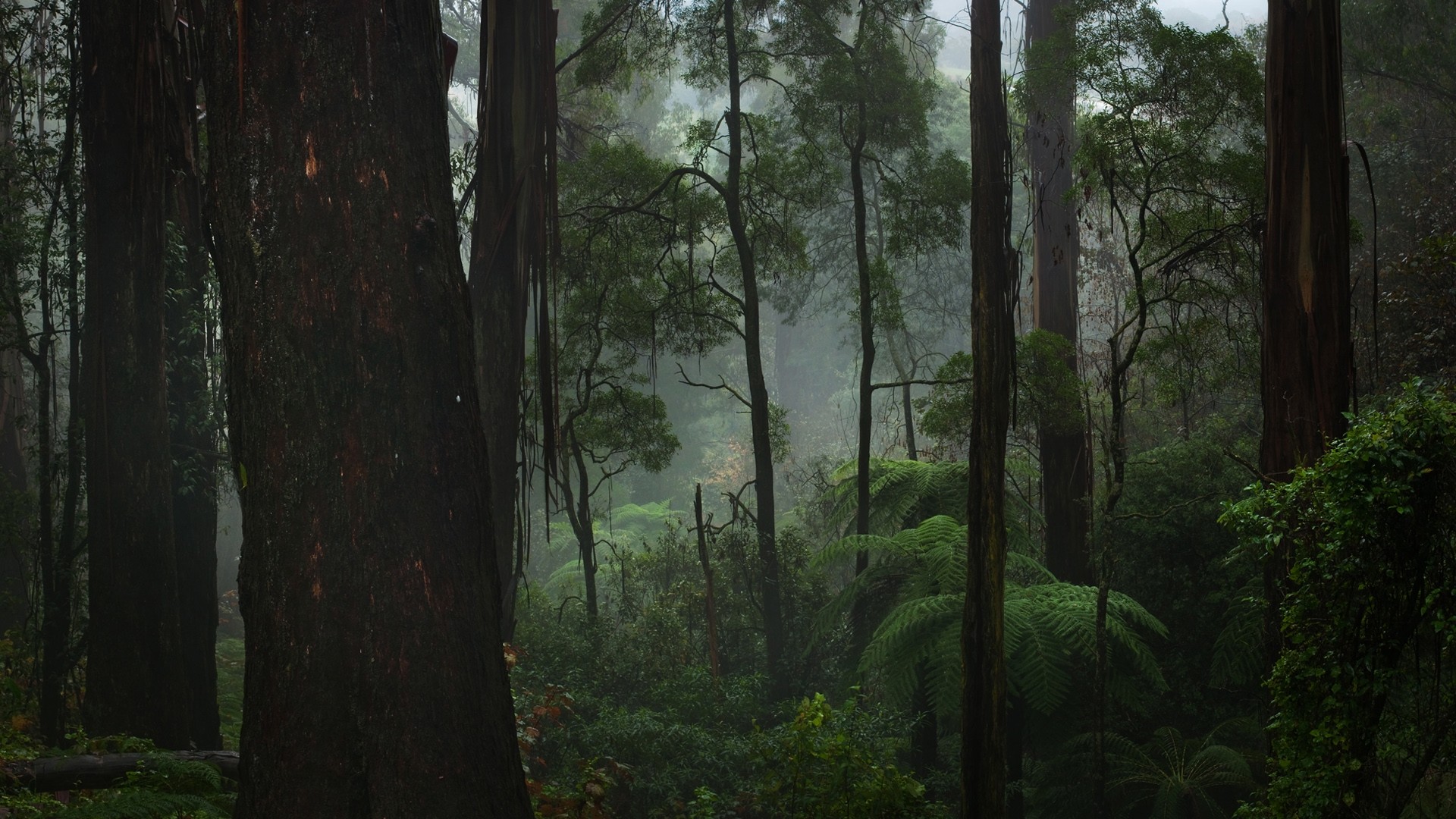 Washington Forest Wallpapers