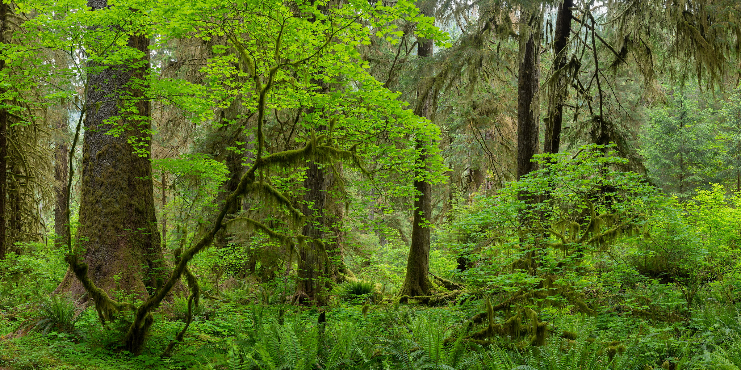 Washington Forest Wallpapers