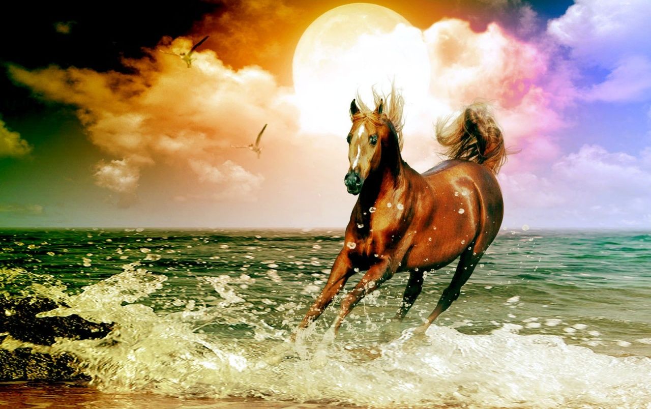 Water Horse Wallpapers