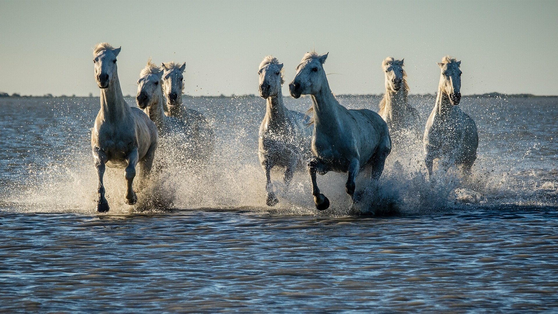 Water Horse Wallpapers