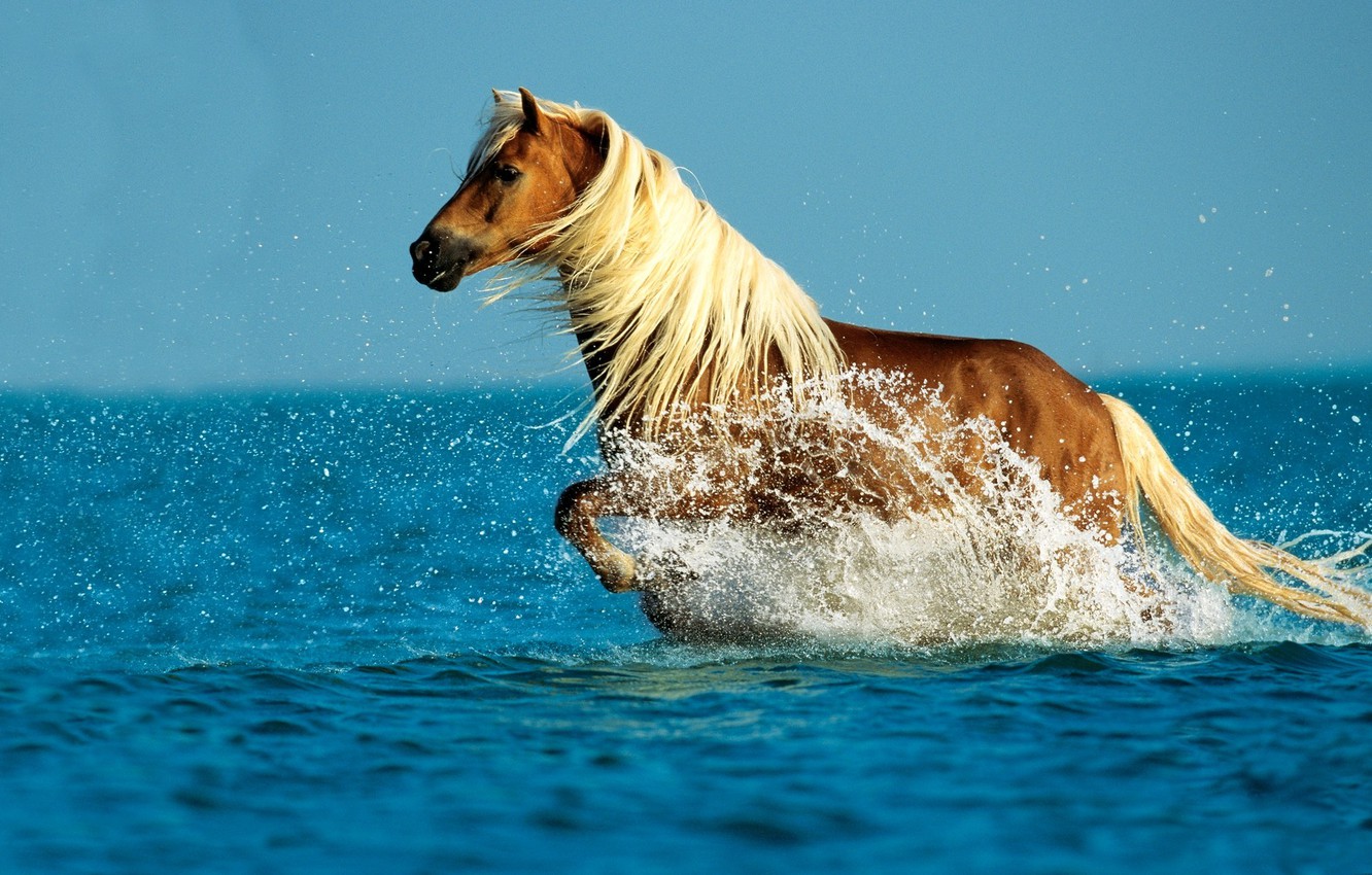 Water Horse Wallpapers