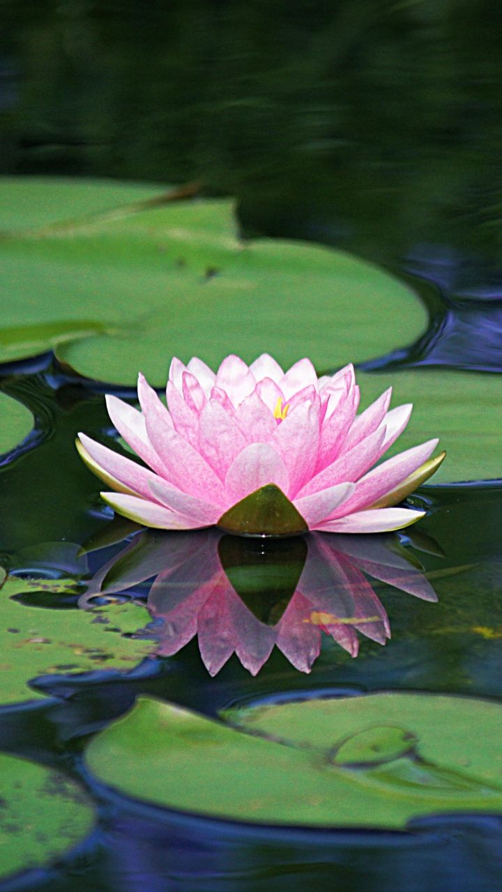 Water Lily Wallpapers