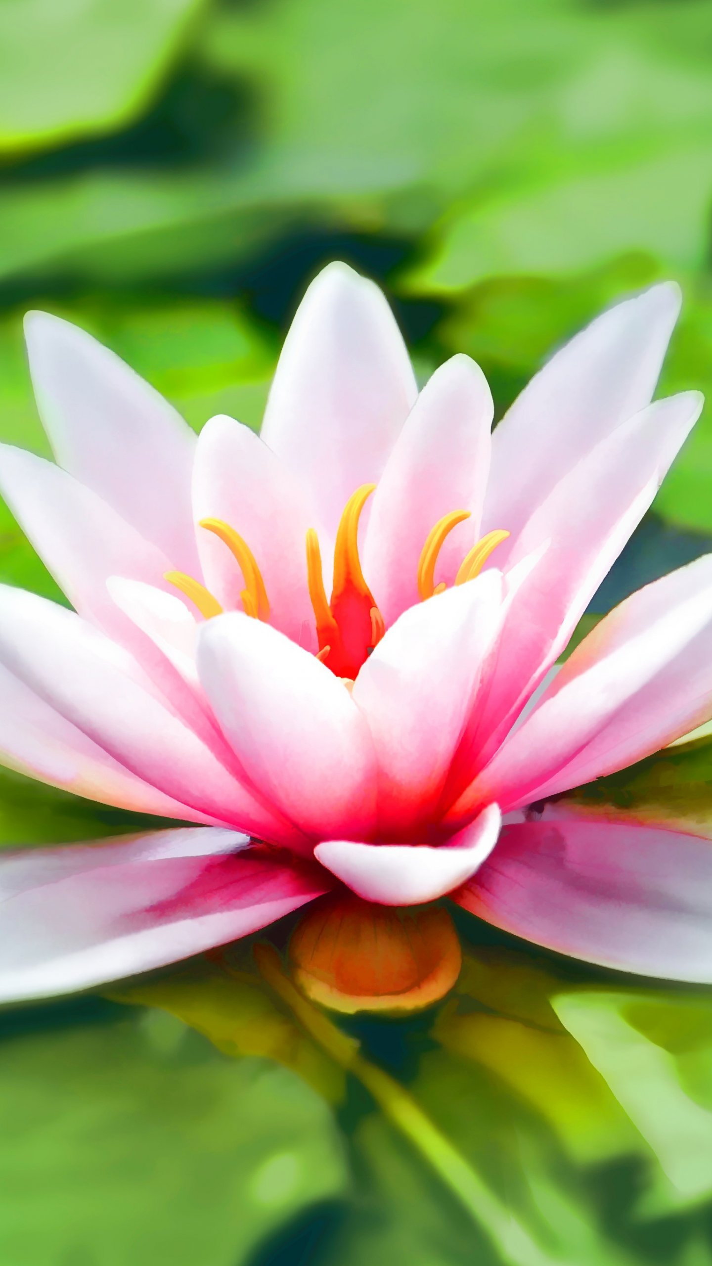 Water Lily Wallpapers