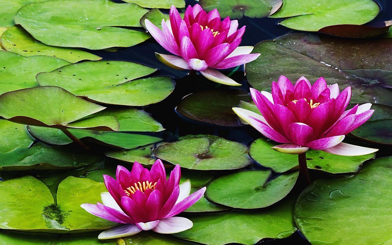 Water Lily Wallpapers