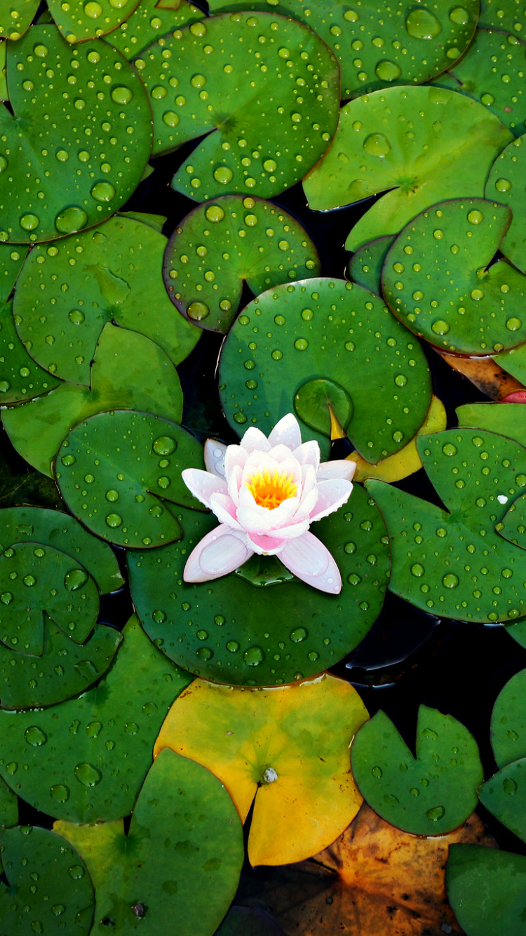 Water Lily Wallpapers