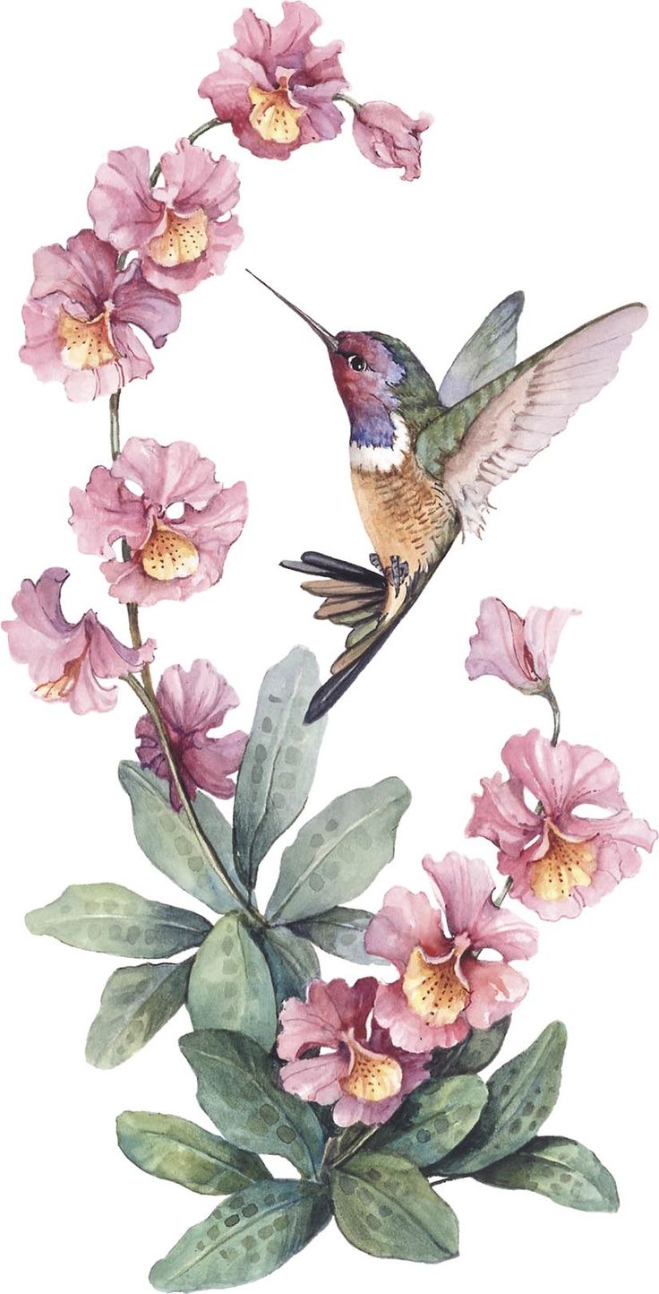 Watercolor Hummingbird Images Wallpapers