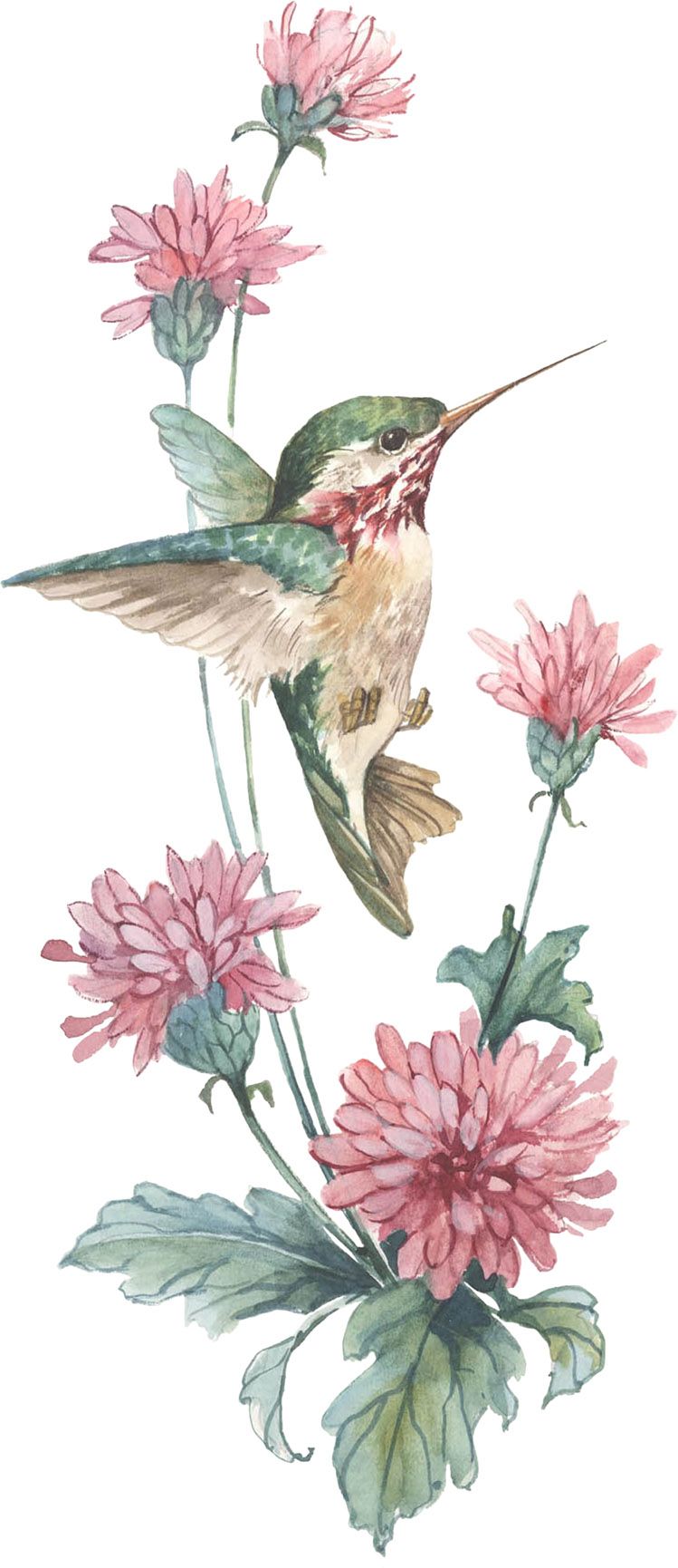 Watercolor Hummingbird Images Wallpapers