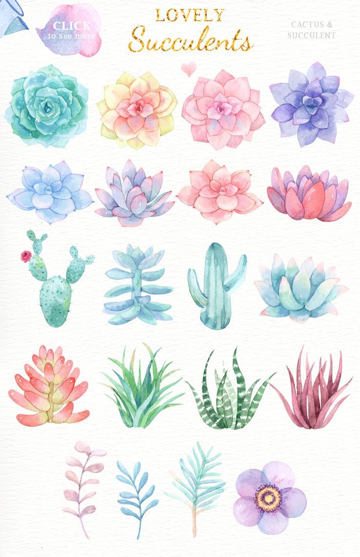 Watercolor Succulent Wallpapers