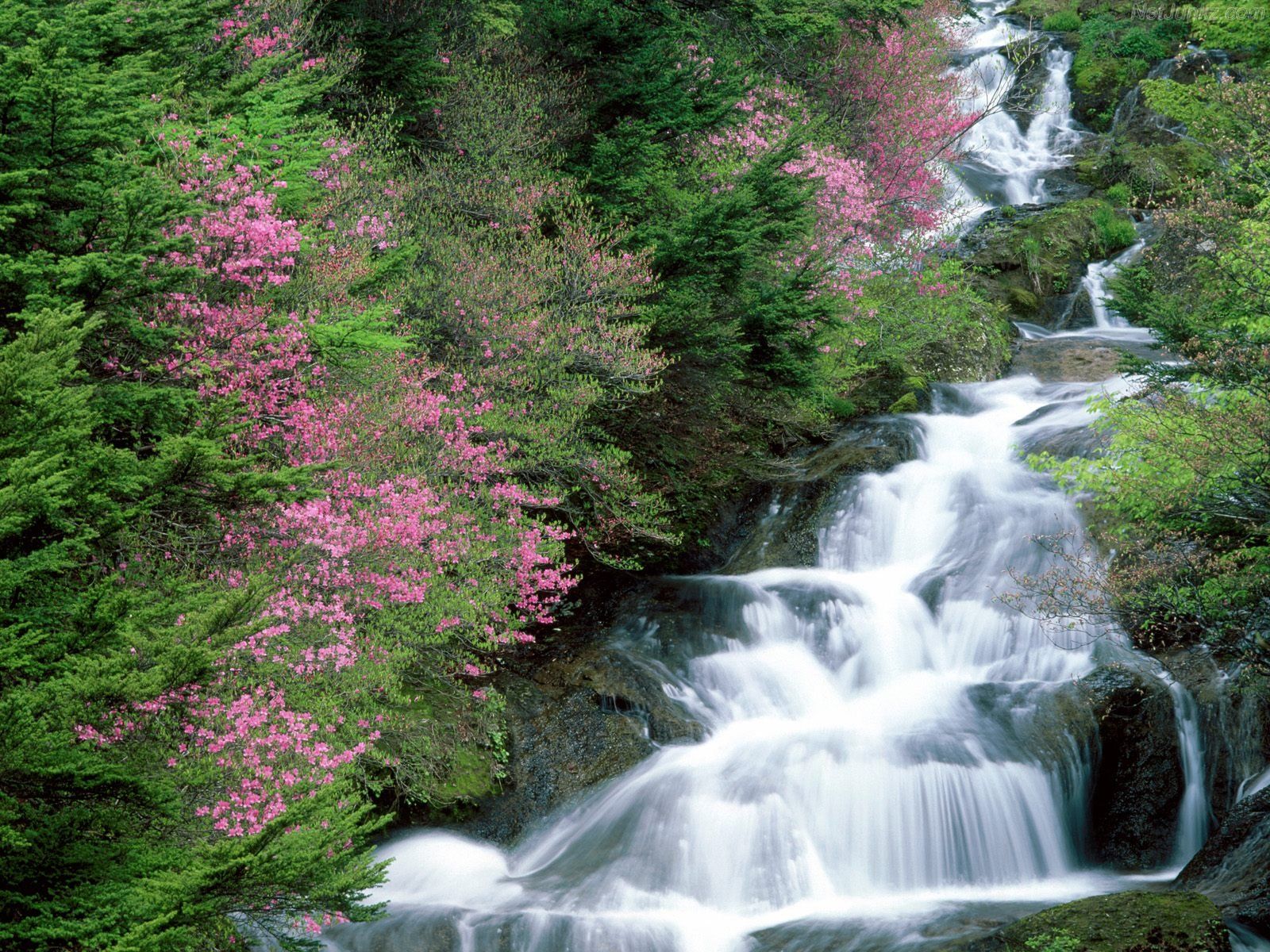 Waterfall And Flowers Wallpapers