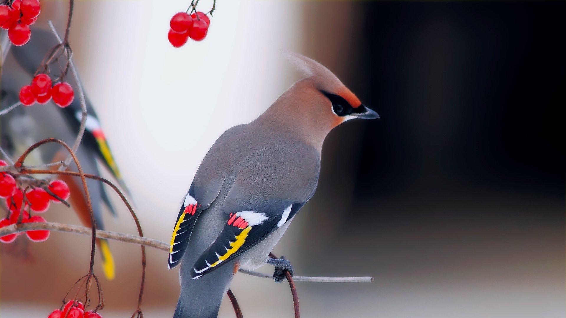 Waxwing Wallpapers