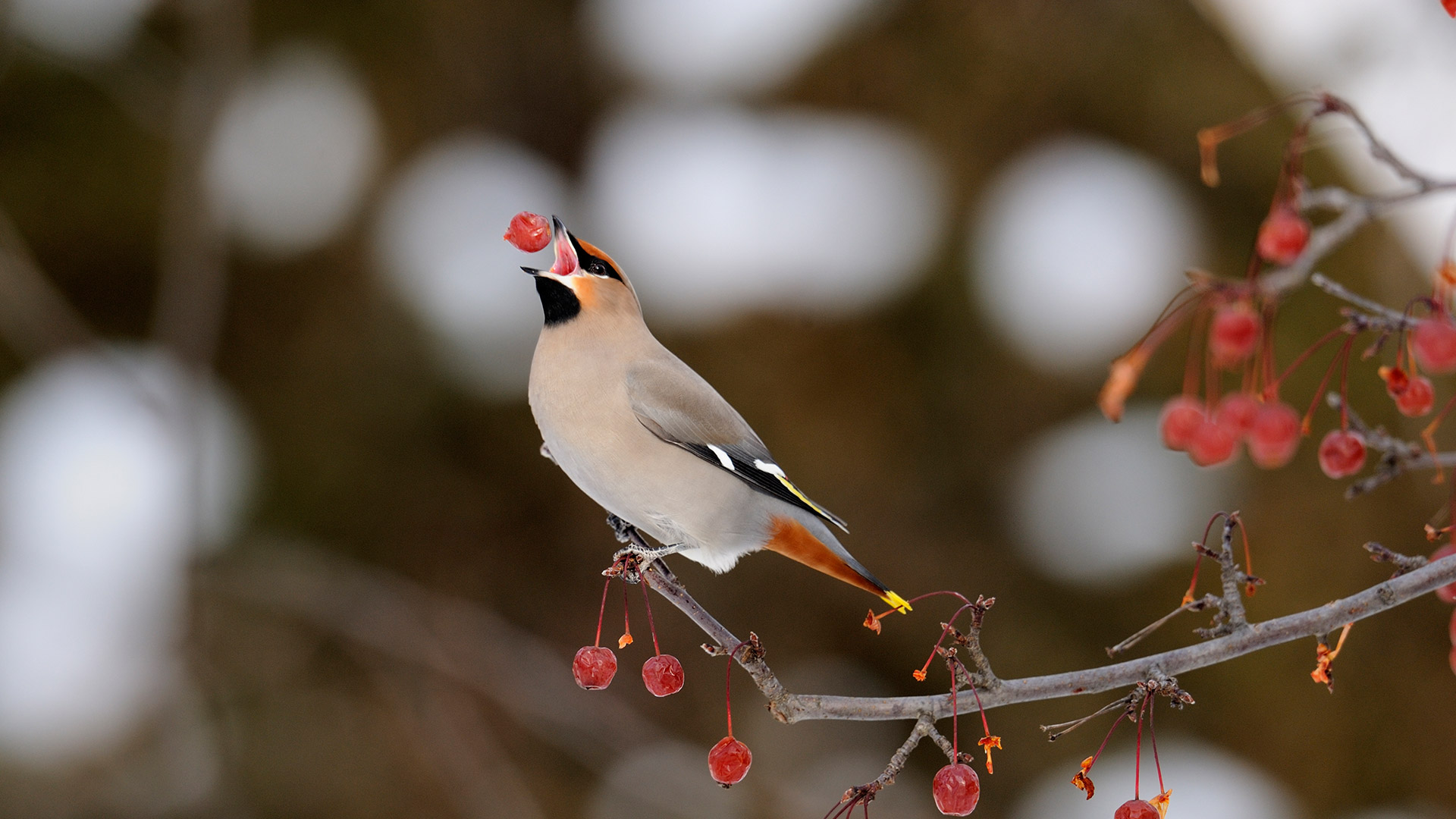 Waxwing Wallpapers