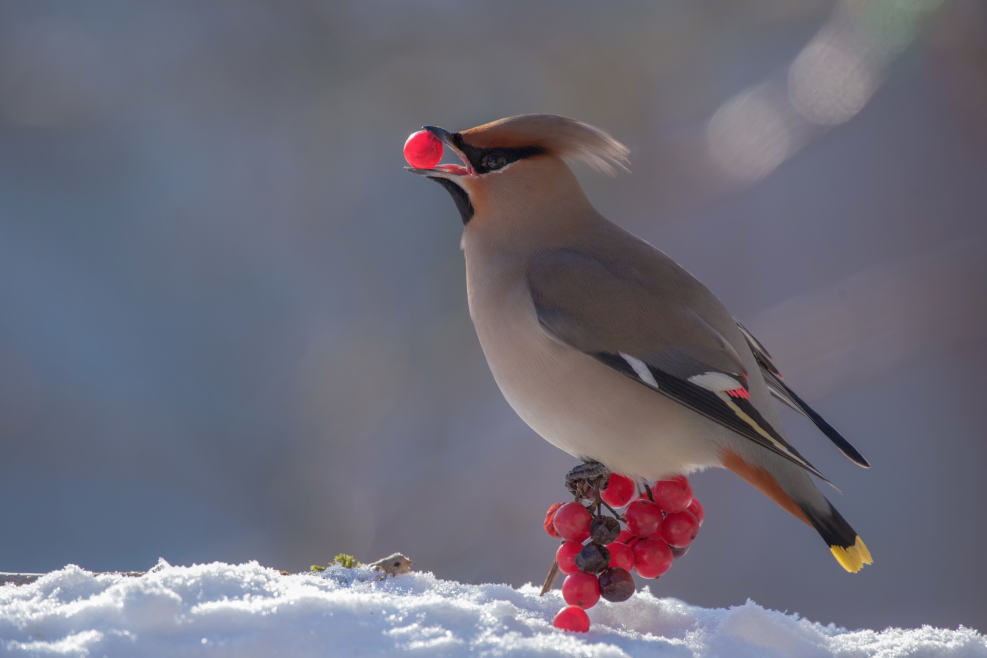 Waxwing Wallpapers