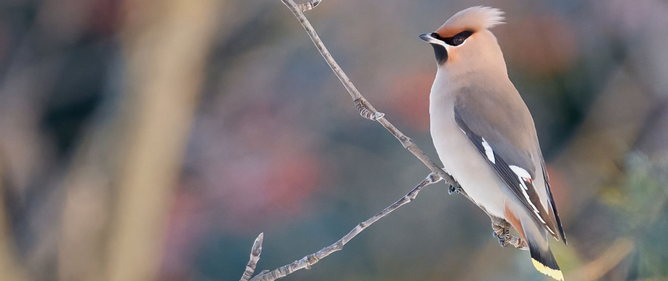 Waxwing Wallpapers