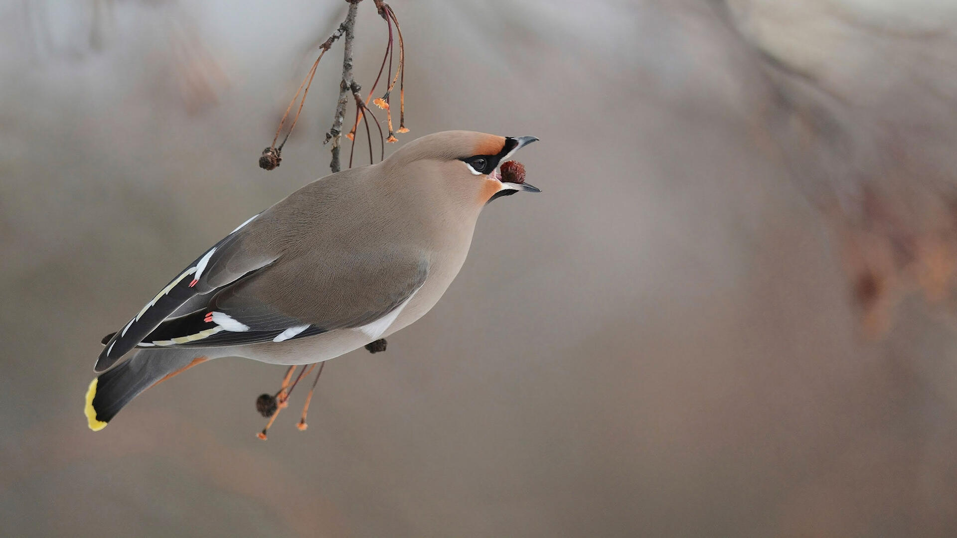 Waxwing Wallpapers