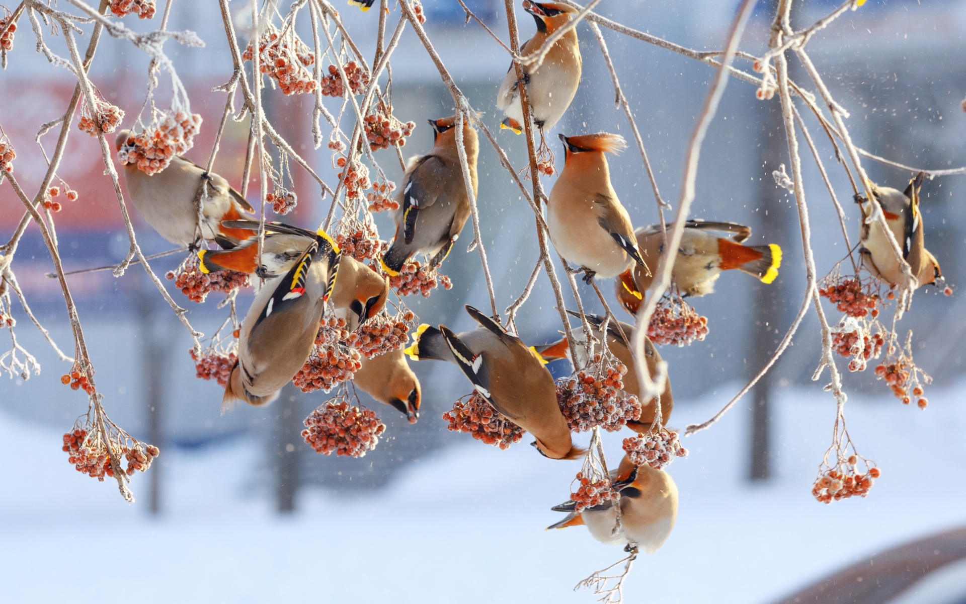 Waxwing Wallpapers