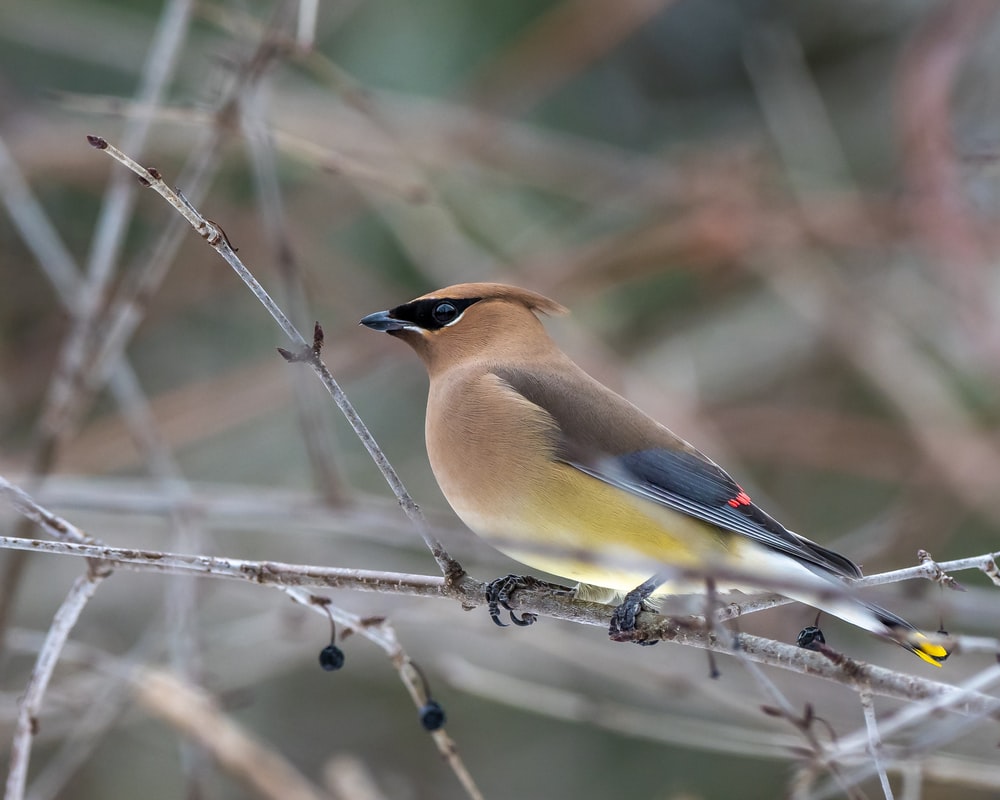 Waxwing Wallpapers