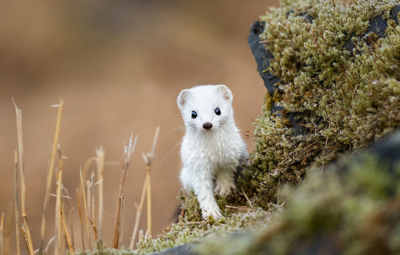 Weasels Wallpapers