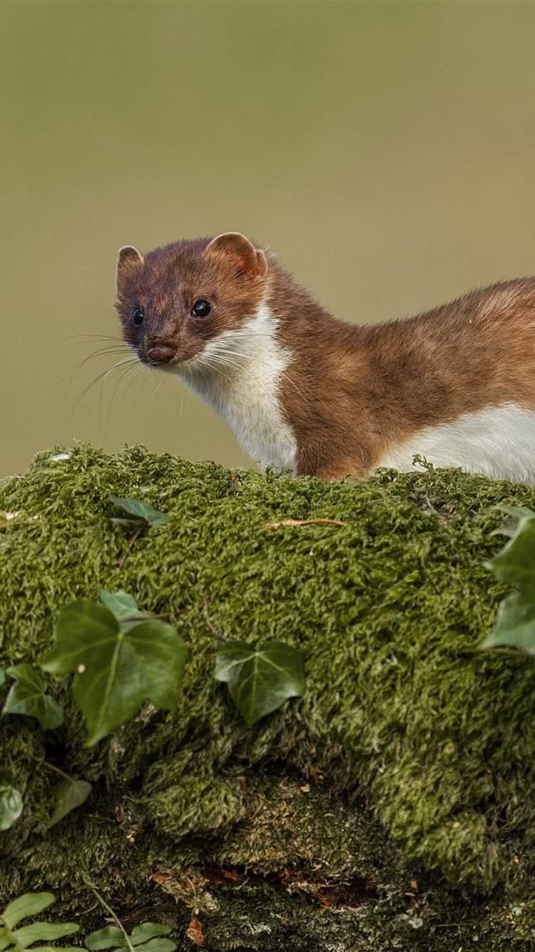 Weasels Wallpapers