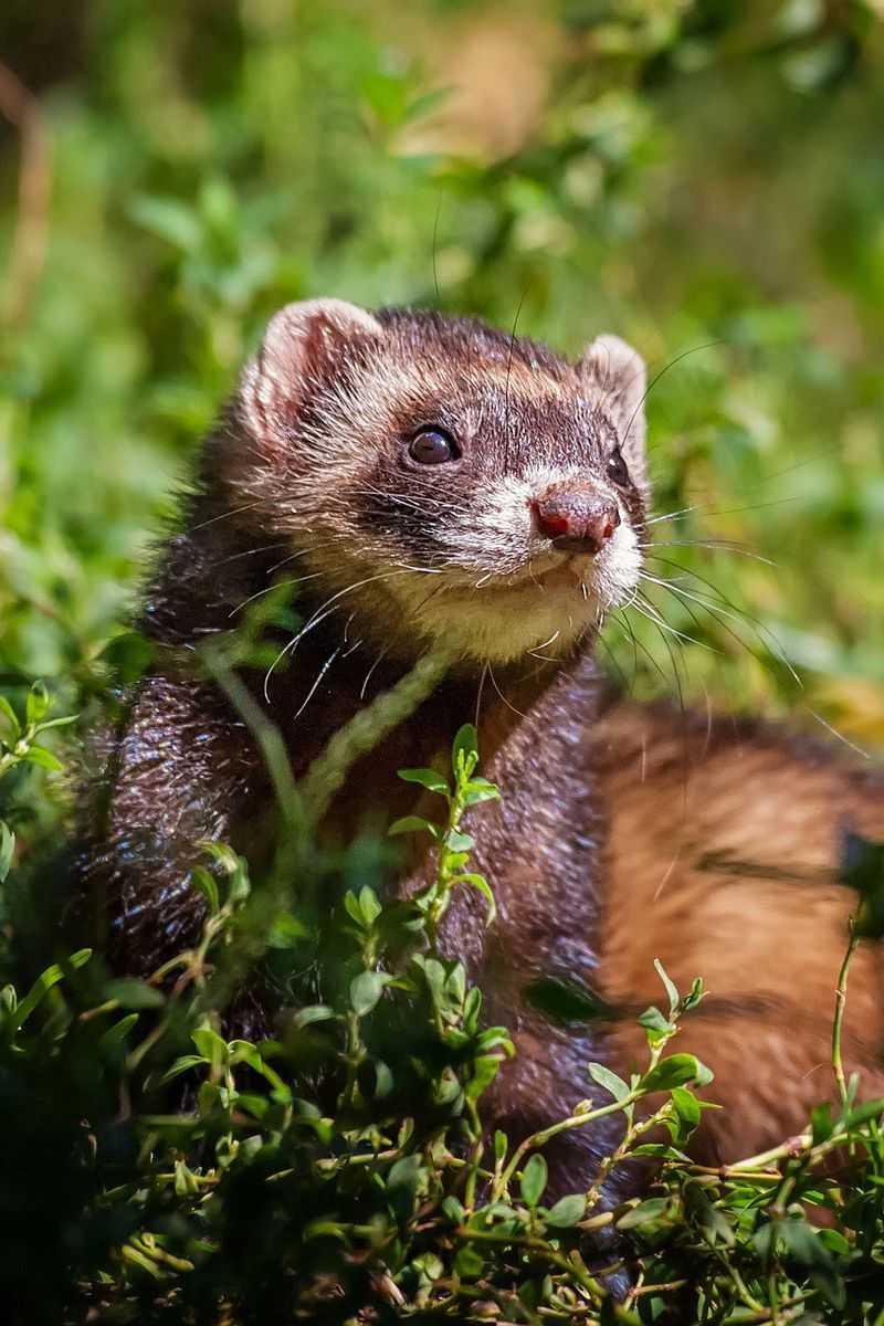 Weasels Wallpapers