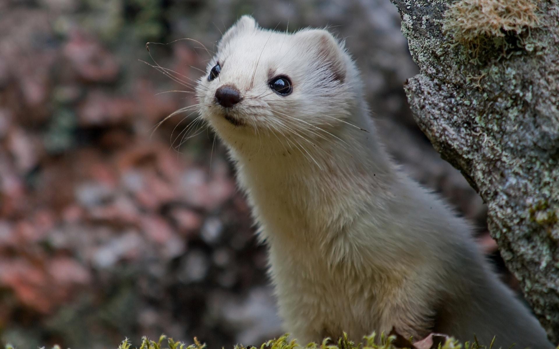 Weasels Wallpapers