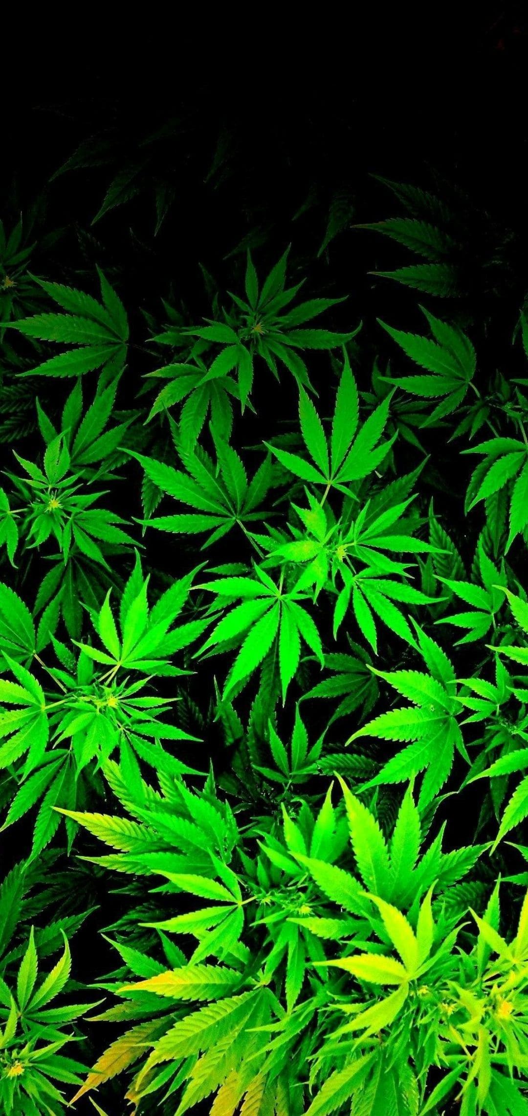 Weed 4K Wallpapers