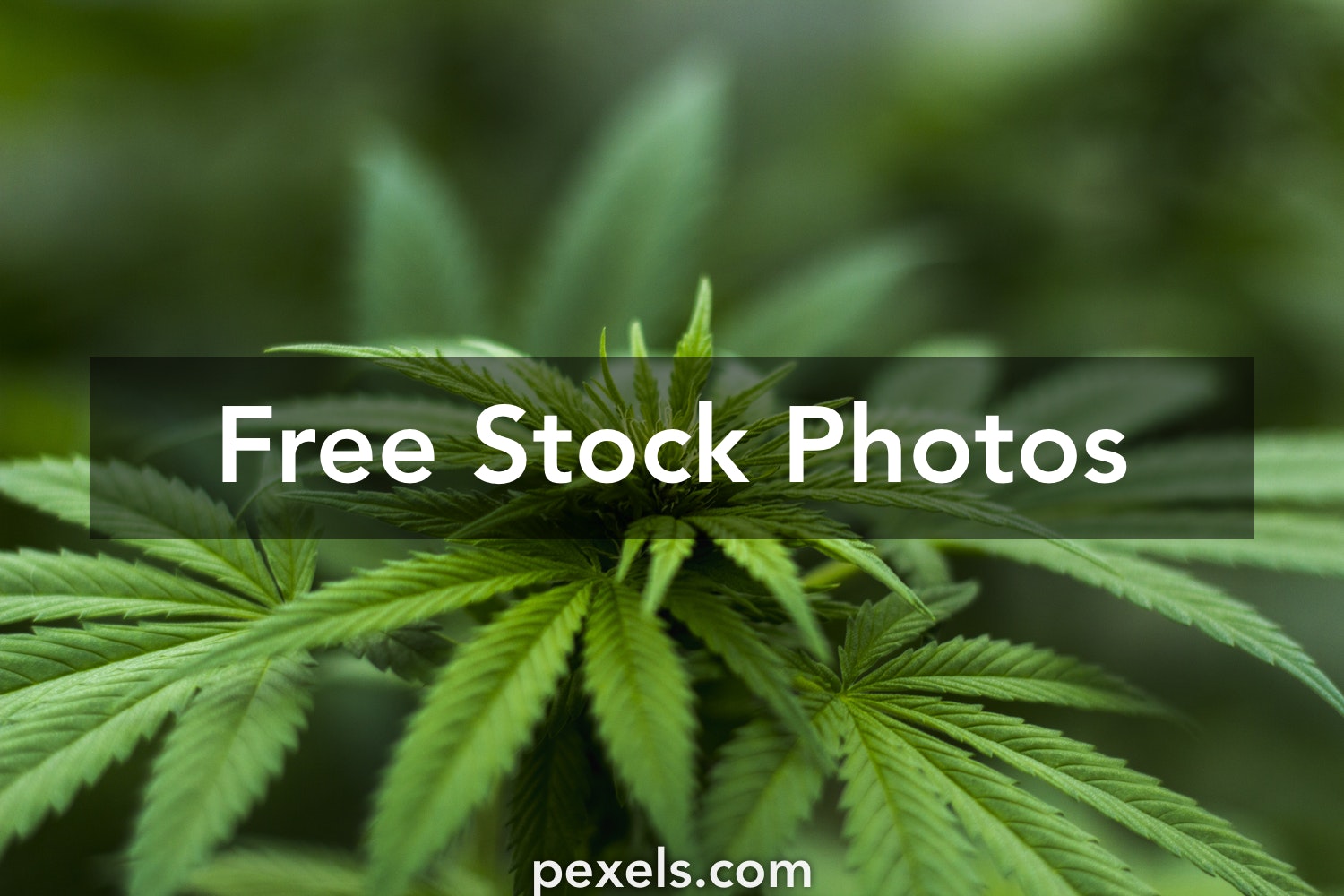 Weed Free Wallpapers