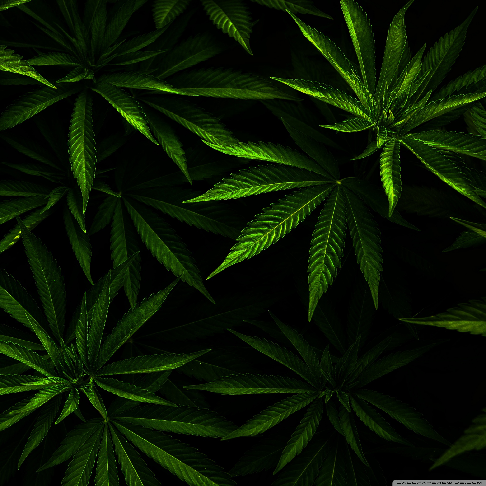 Weed Galaxy Wallpapers