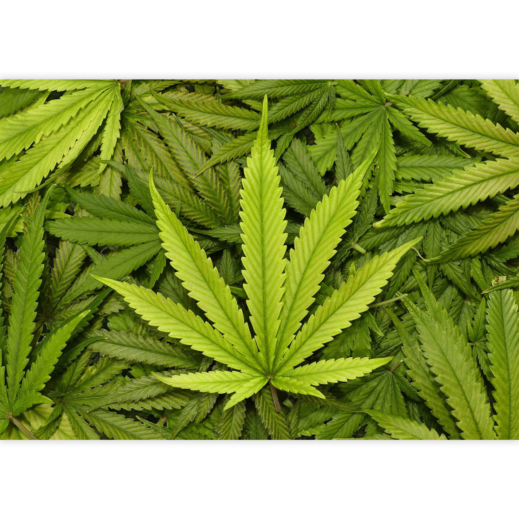 Weed Leaf Wallpapers