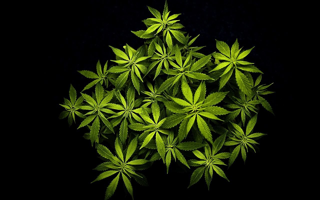 Weed Plant Wallpapers