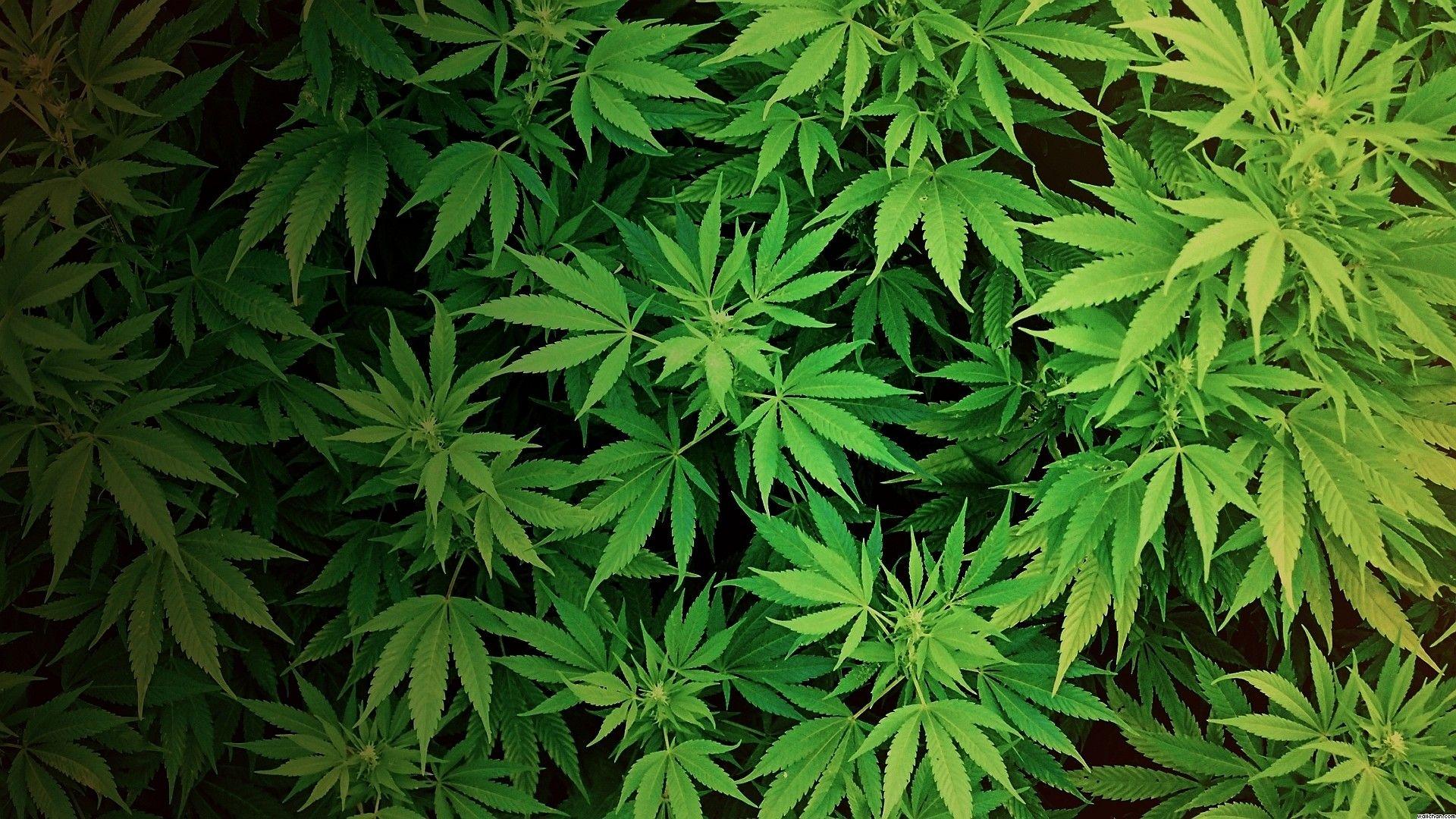 Weed Plant Wallpapers
