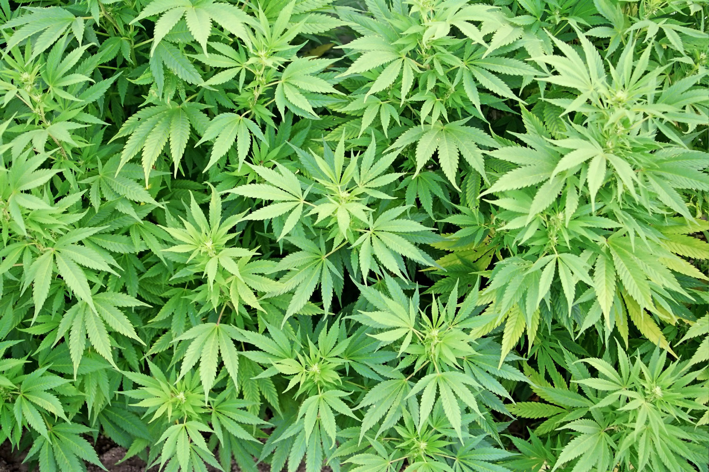 Weed Plant Wallpapers