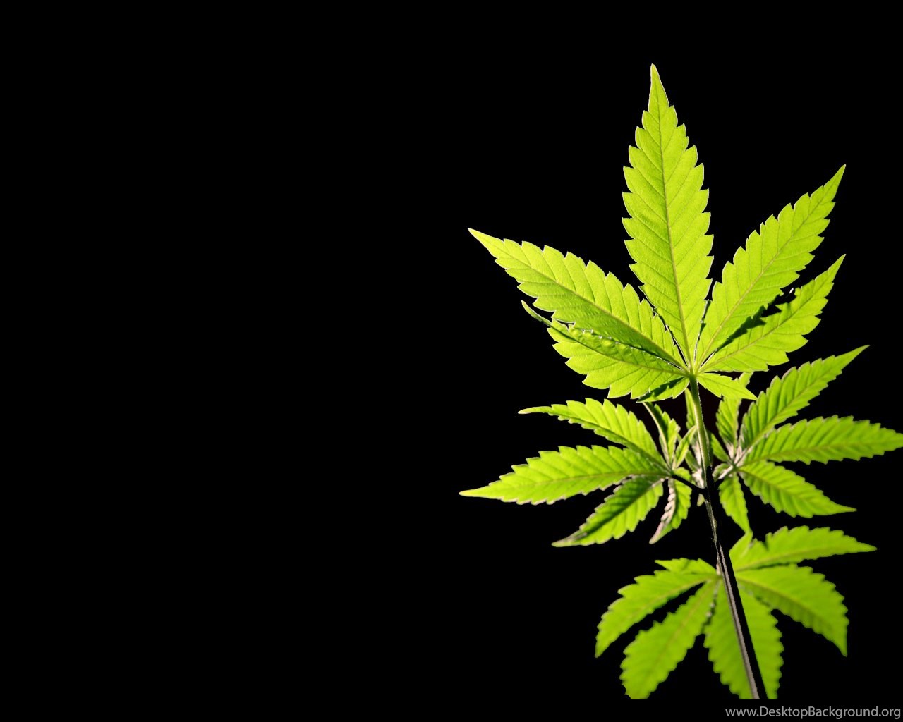 Weed Plant Wallpapers