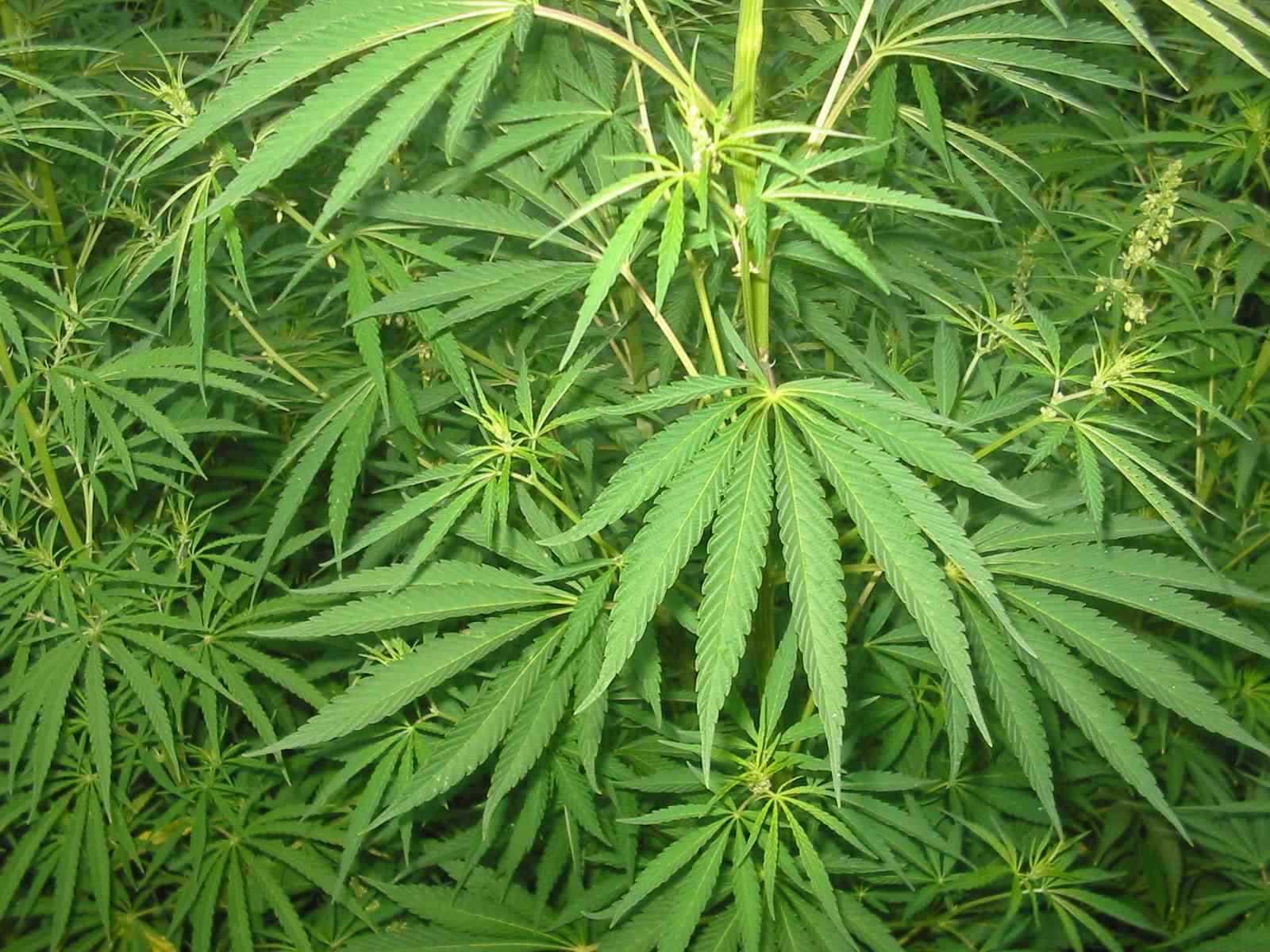 Weed Plant Wallpapers