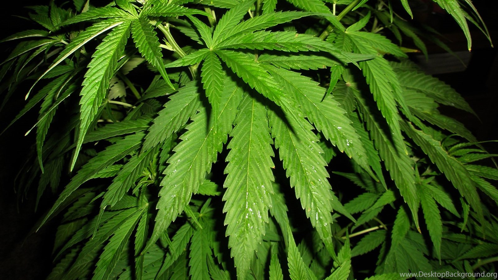 Weed Plant Wallpapers