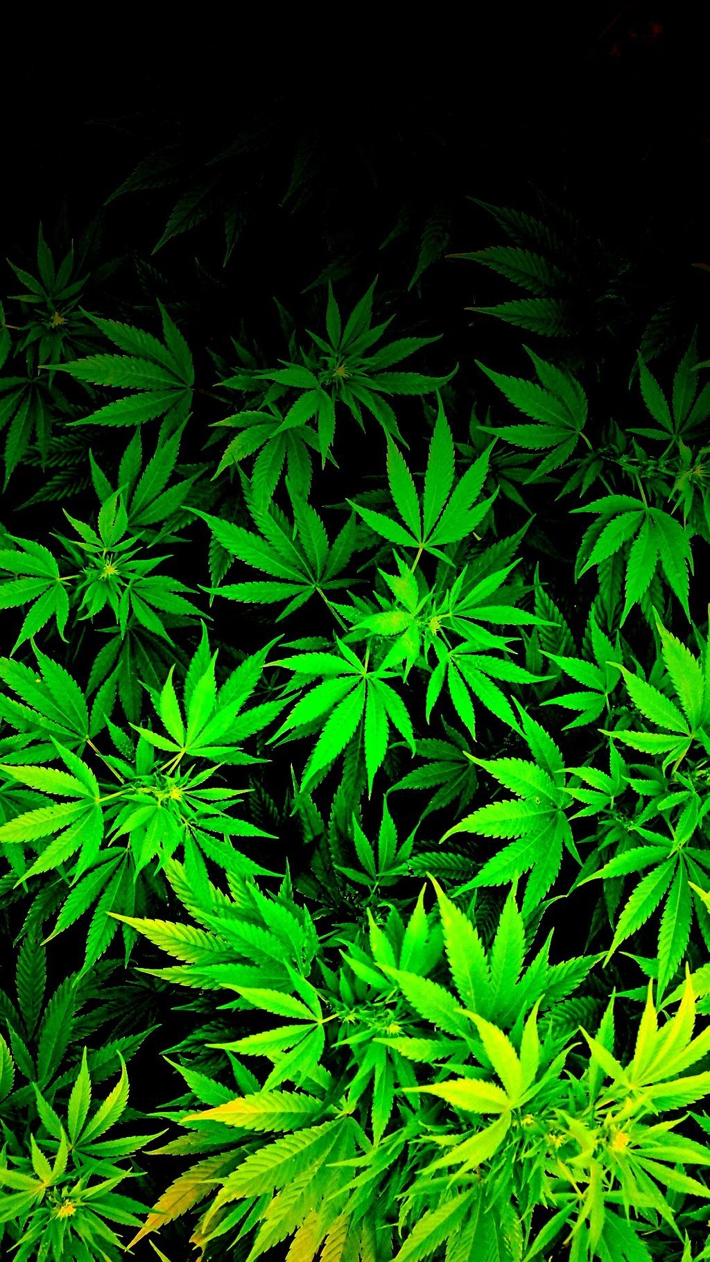 Weed Wallpapers