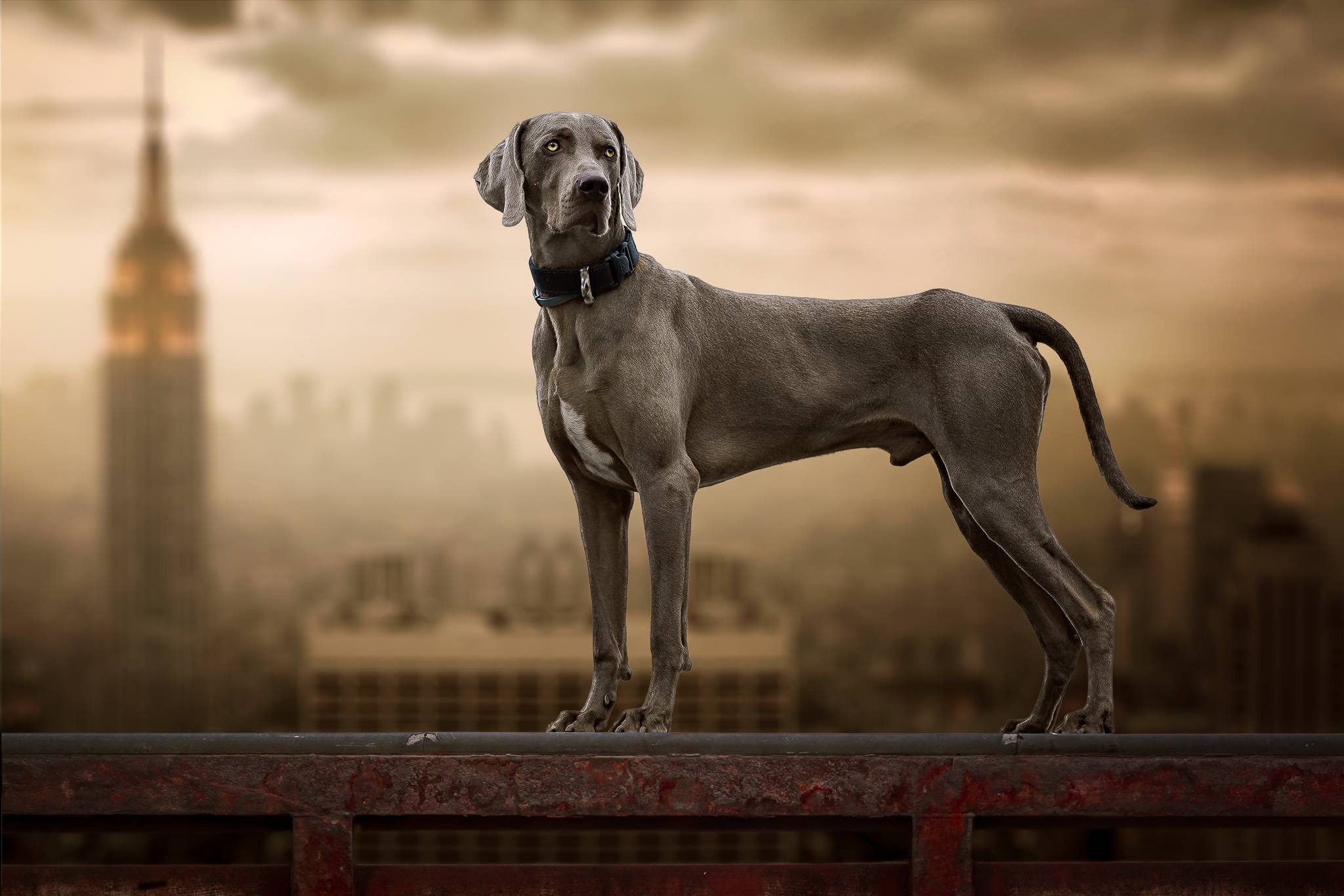 Weimaraner Wallpapers