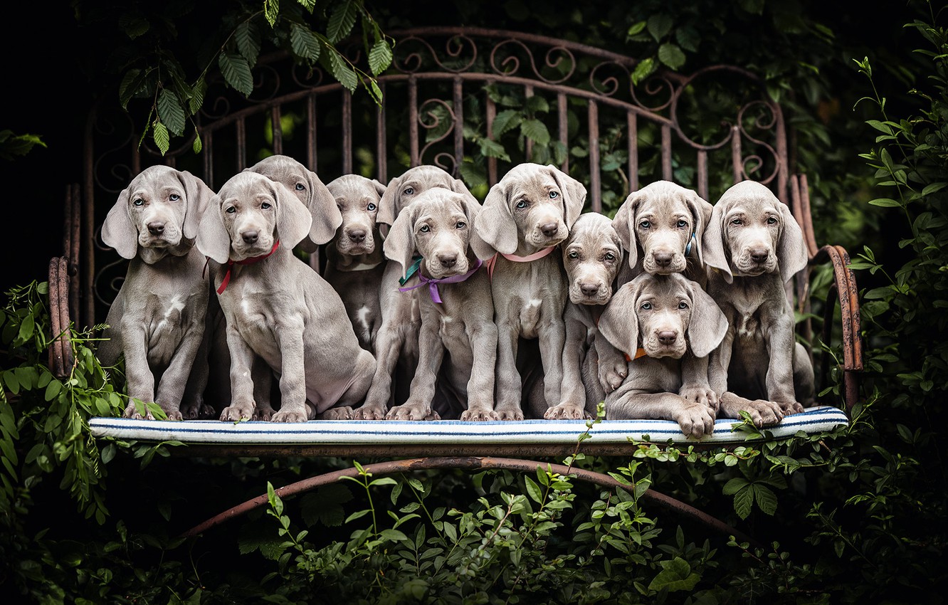 Weimaraner Wallpapers