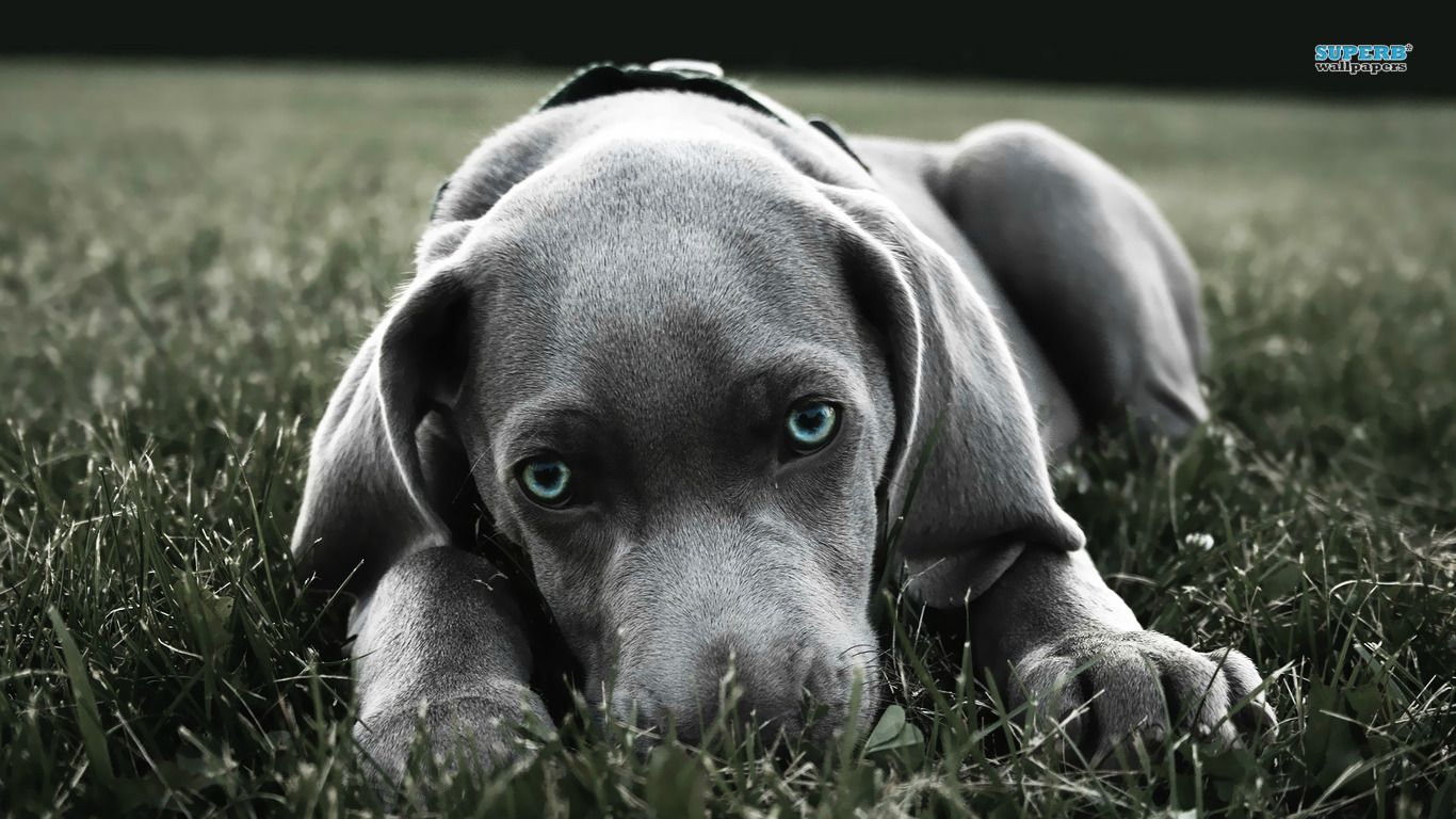 Weimaraner Wallpapers