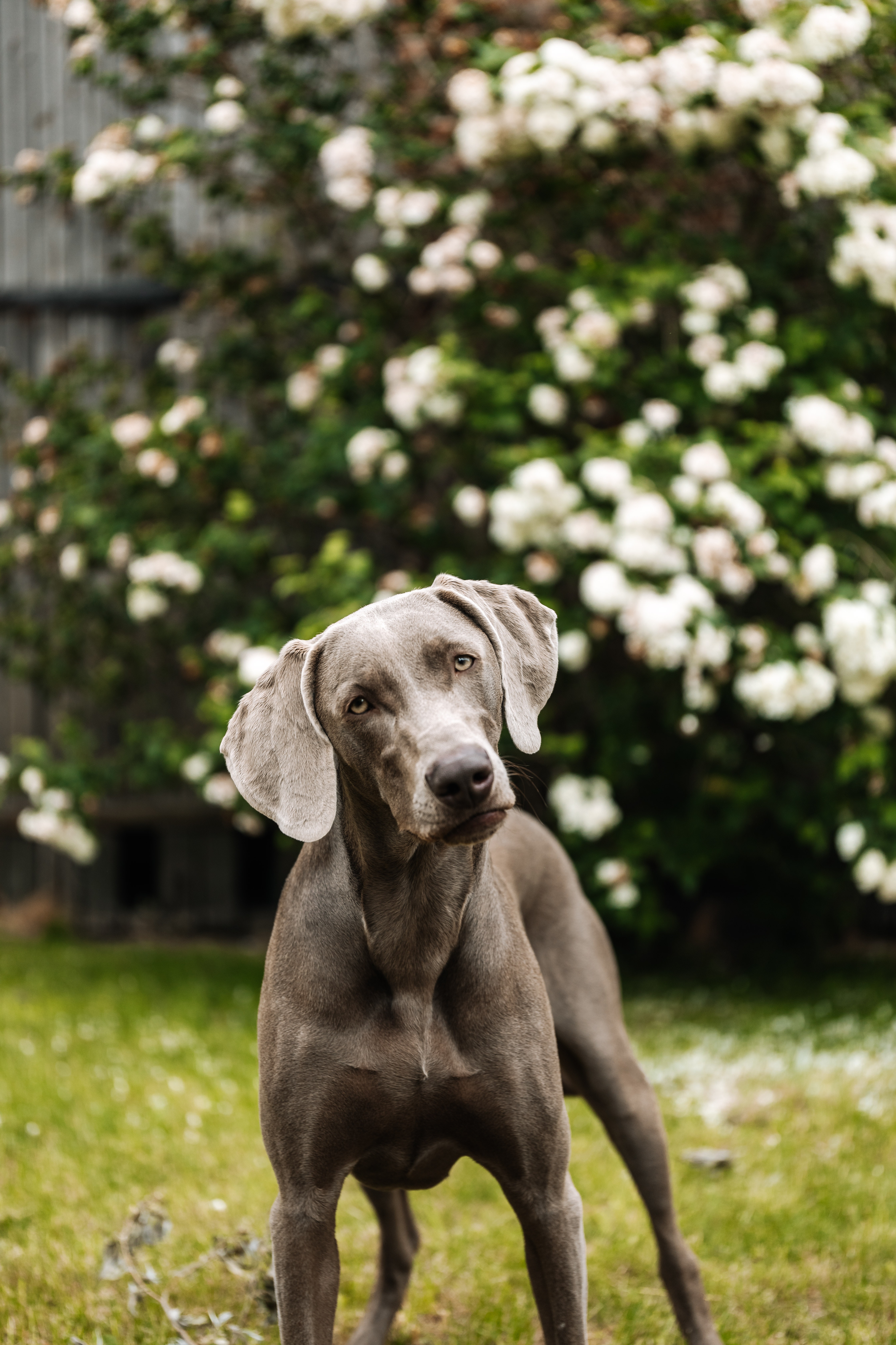 Weimaraner Wallpapers