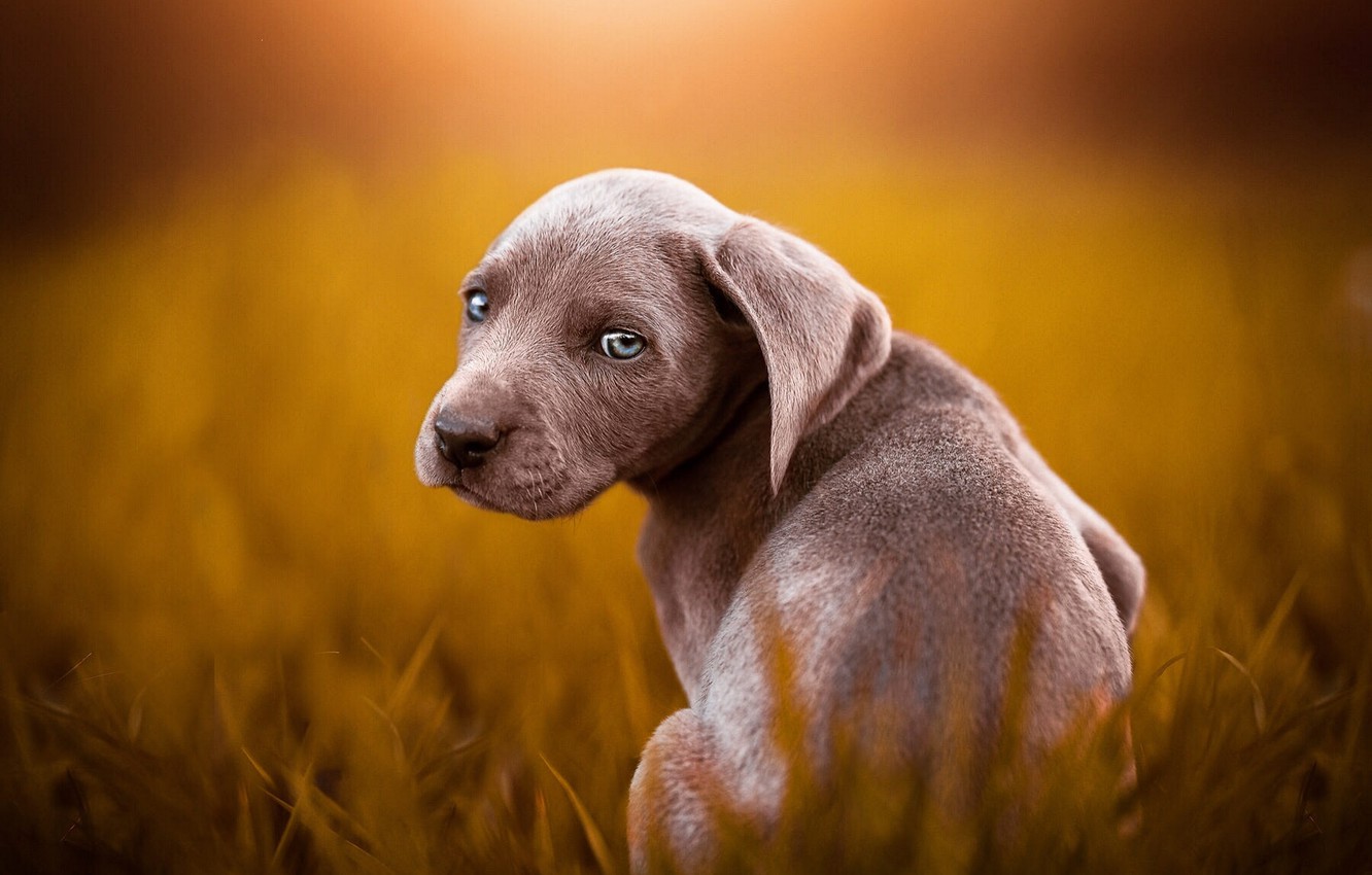 Weimaraner Wallpapers