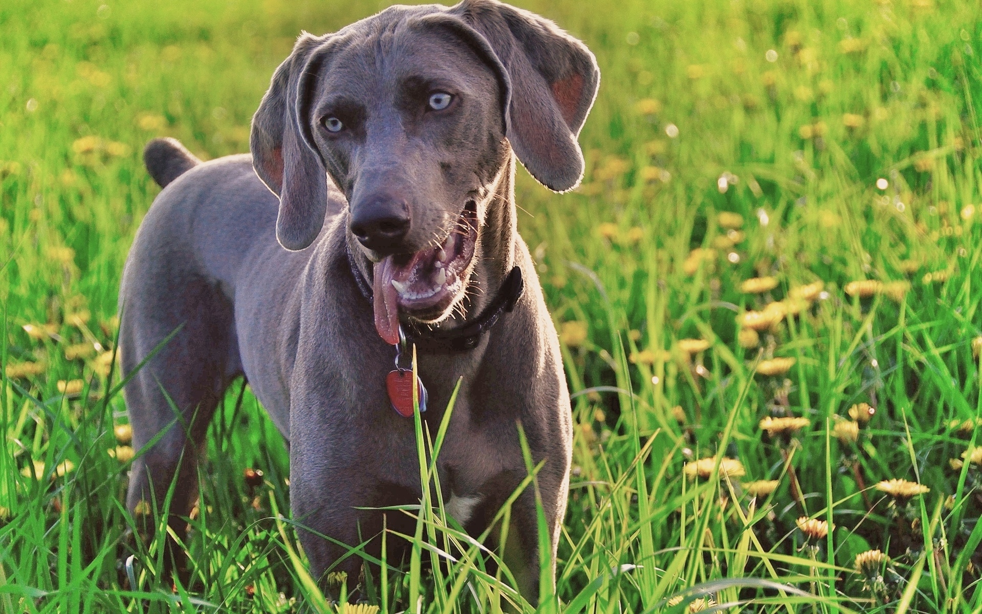 Weimaraner Wallpapers