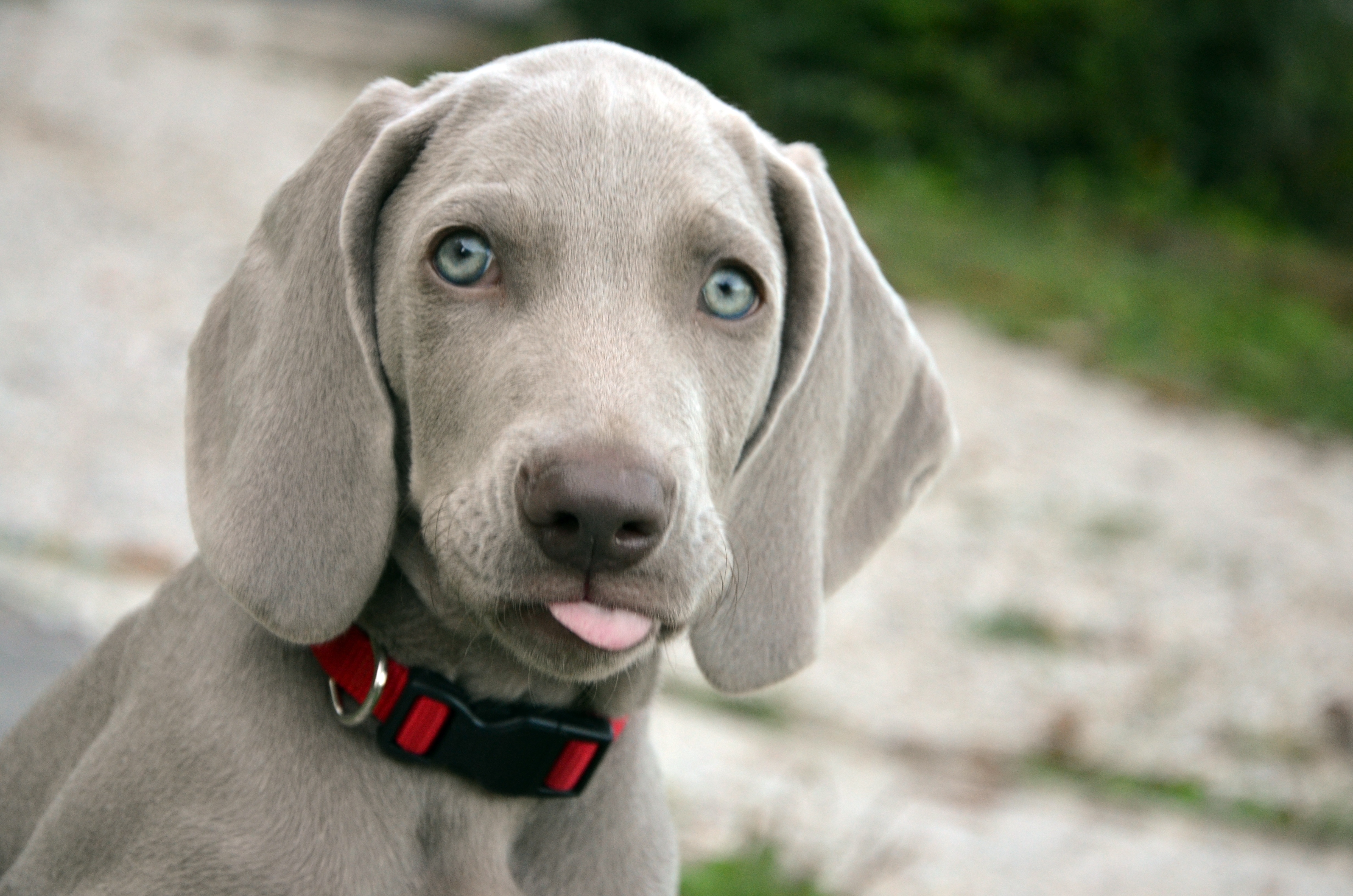 Weimaraner Wallpapers