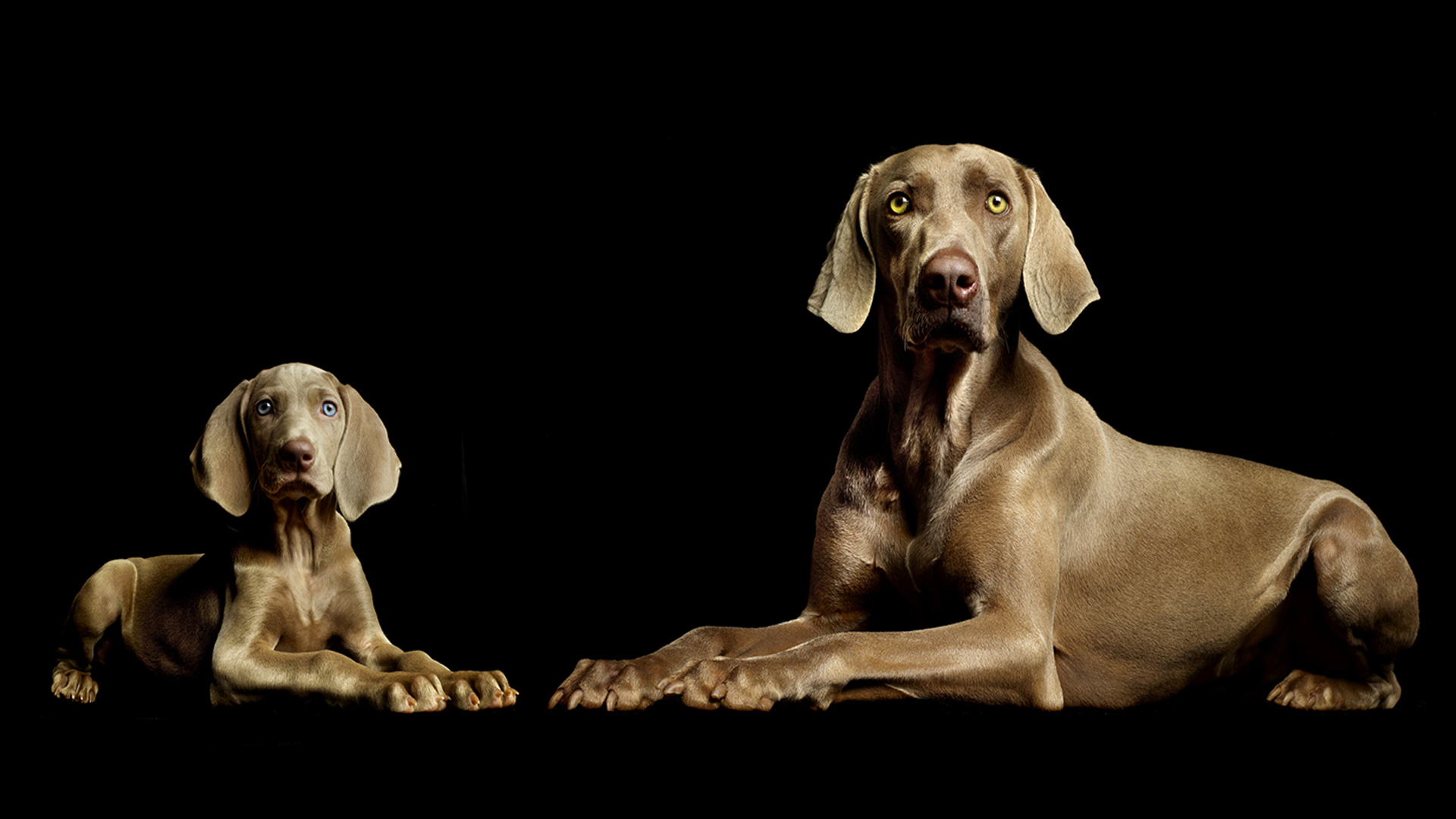 Weimaraner Wallpapers