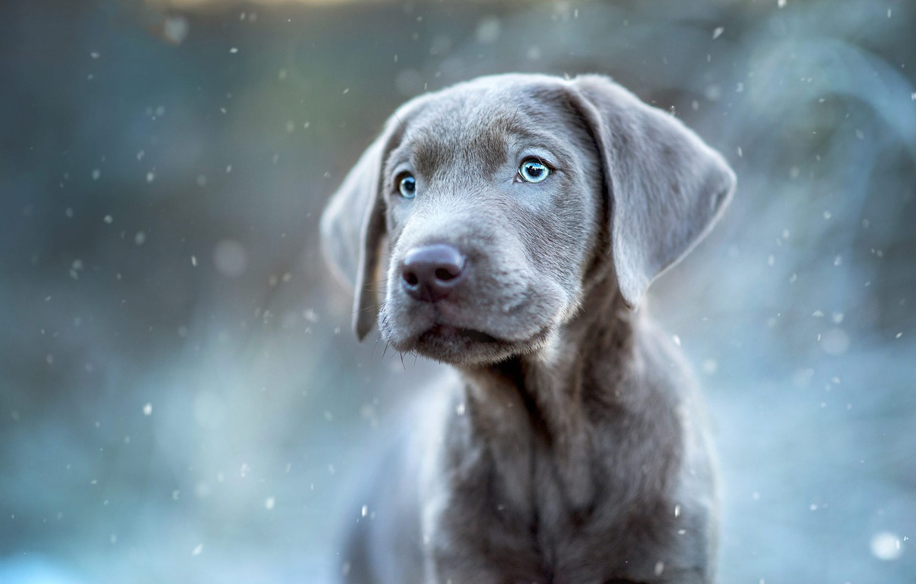 Weimaraner Wallpapers