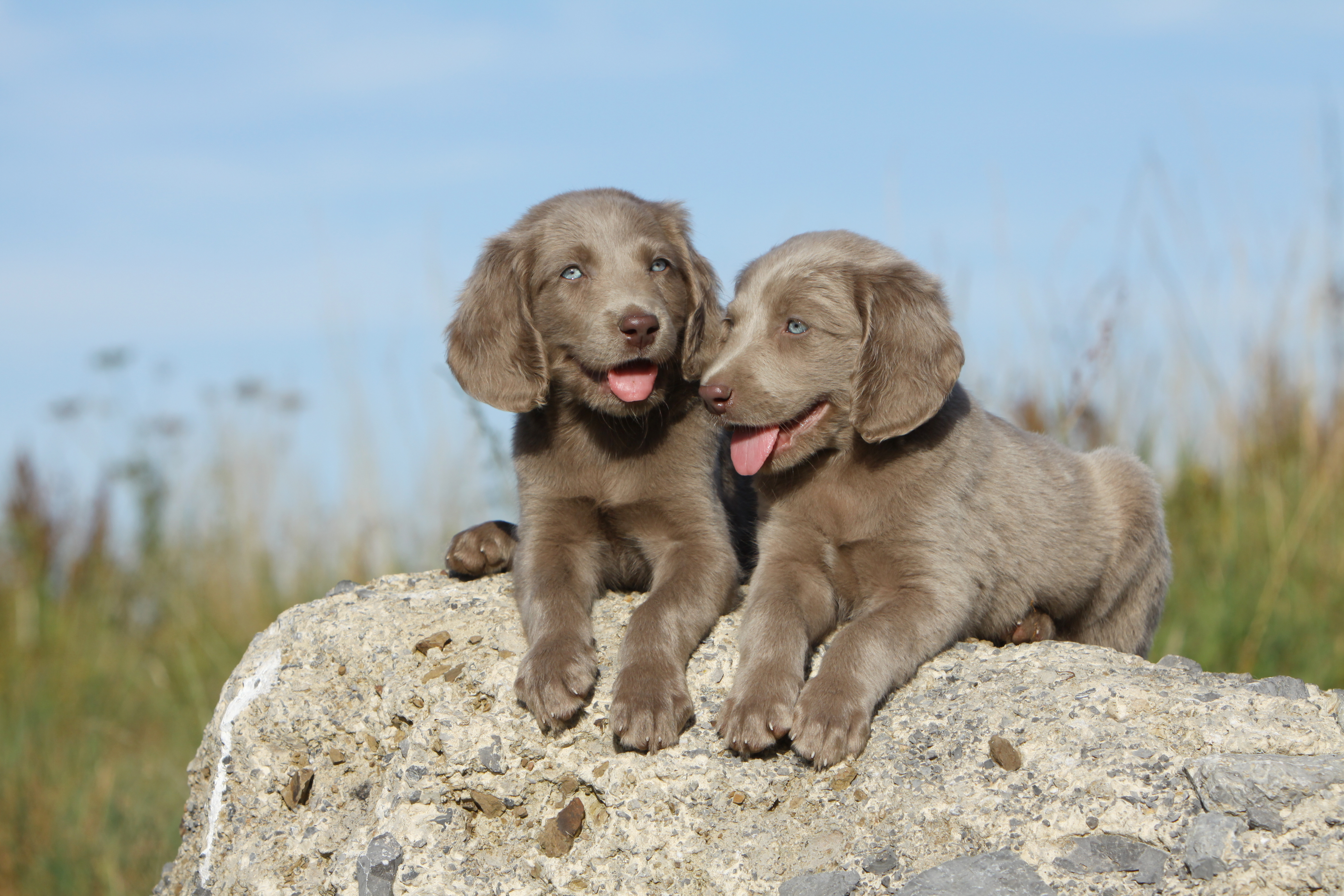 Weimaraner Wallpapers