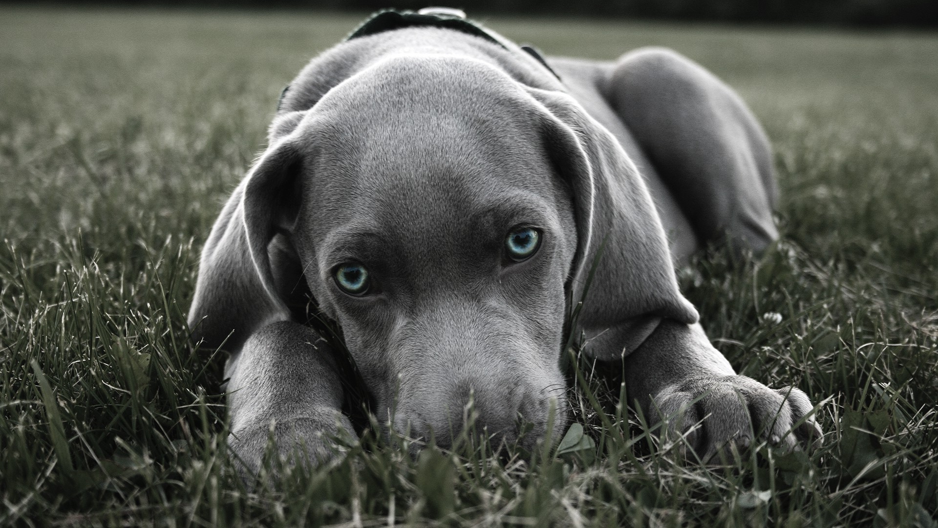 Weimaraner Wallpapers